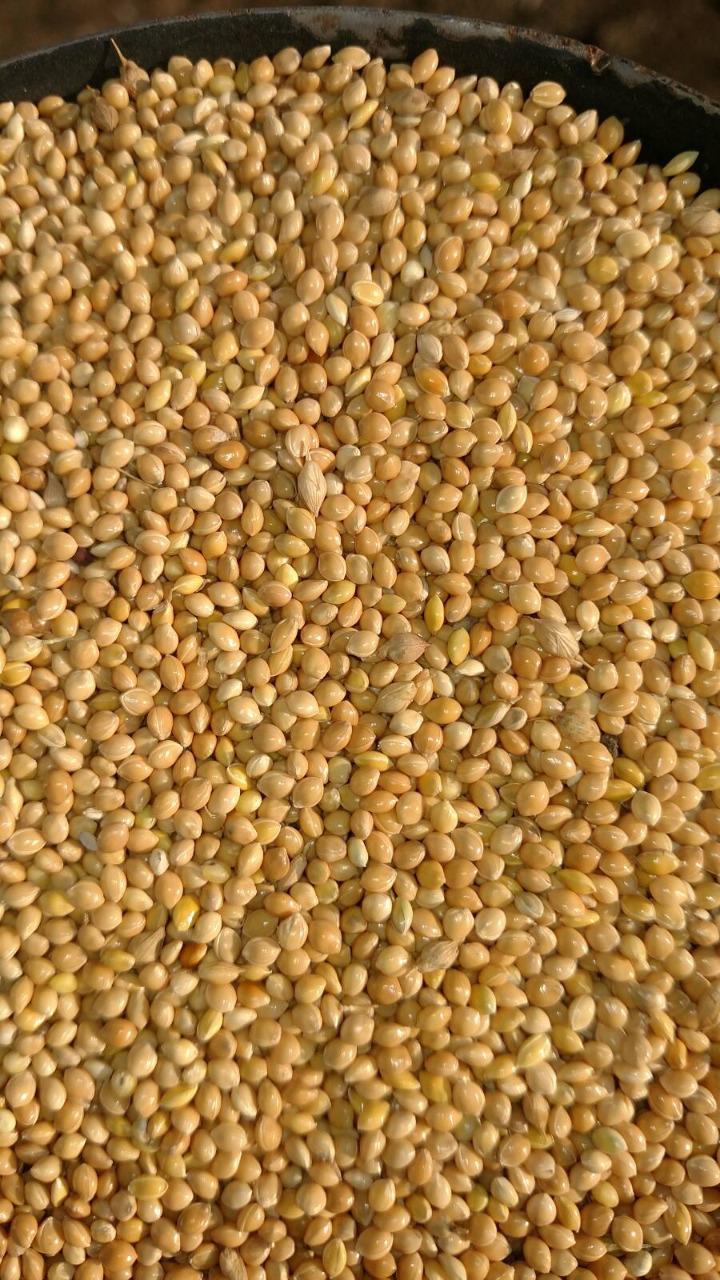 Yellow millet